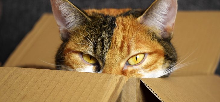How to Clean Up After Pets When Moving Out of Your Apartment